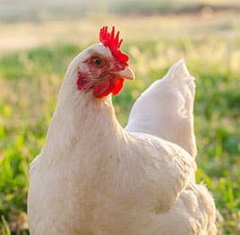 Grilled Chicken Steak